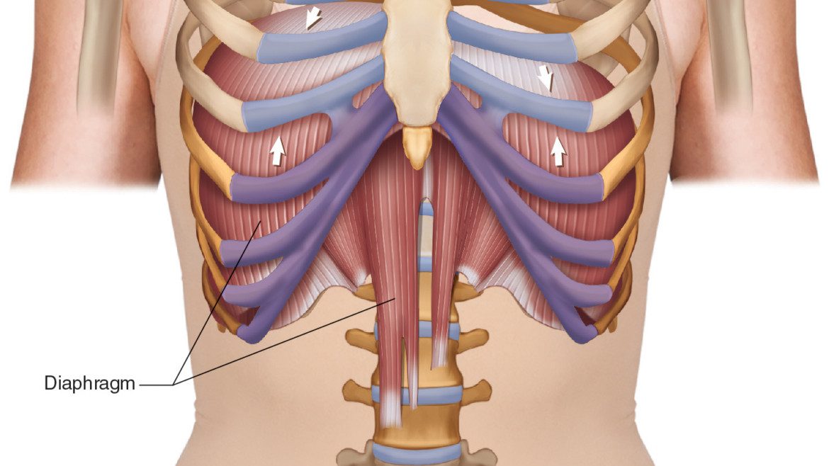 กะบังลม,ความผิดปกติของกะบังลม,กะบังลมคืออะไร,กะบังลมมีประโยชน์อย่างไร,Diaphragm,ไส้เลื่อนกะบังลม,อัมพาตกะบังลม,โรคกระเพาะอาหาร,โรคลำไส้แปรปรวน