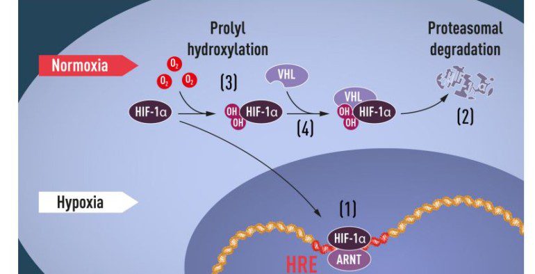 กลใกภายในเซลล์สัมผัสและปรับตัวต่อปริมาณออกซิเจนได้อย่างไร