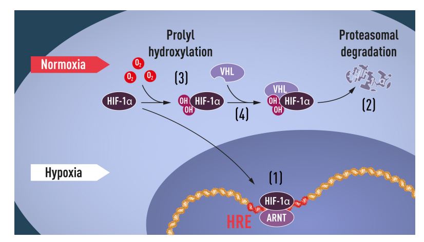 กลใกภายในเซลล์สัมผัส,ปรับตัวต่อปริมาณ,How cells sense and adapt to oxygen availbity