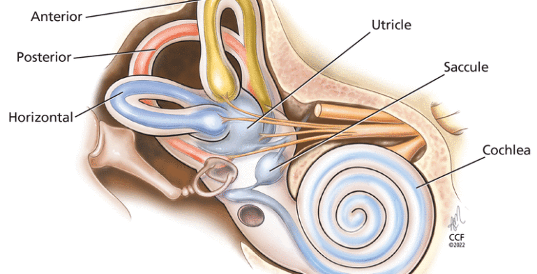 ระบบการทรงตัวของมนุษย์